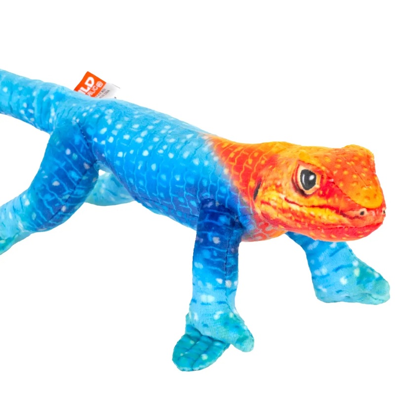Coilkins Rainbow Lizard 12